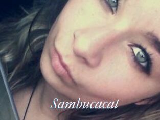 Sambucacat
